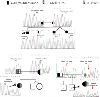 Case report: 17α− hydroxylase deficiency due to a hotspot variant and a novel compound heterozygous variant in the CYP17A1 gene of five Chinese patients